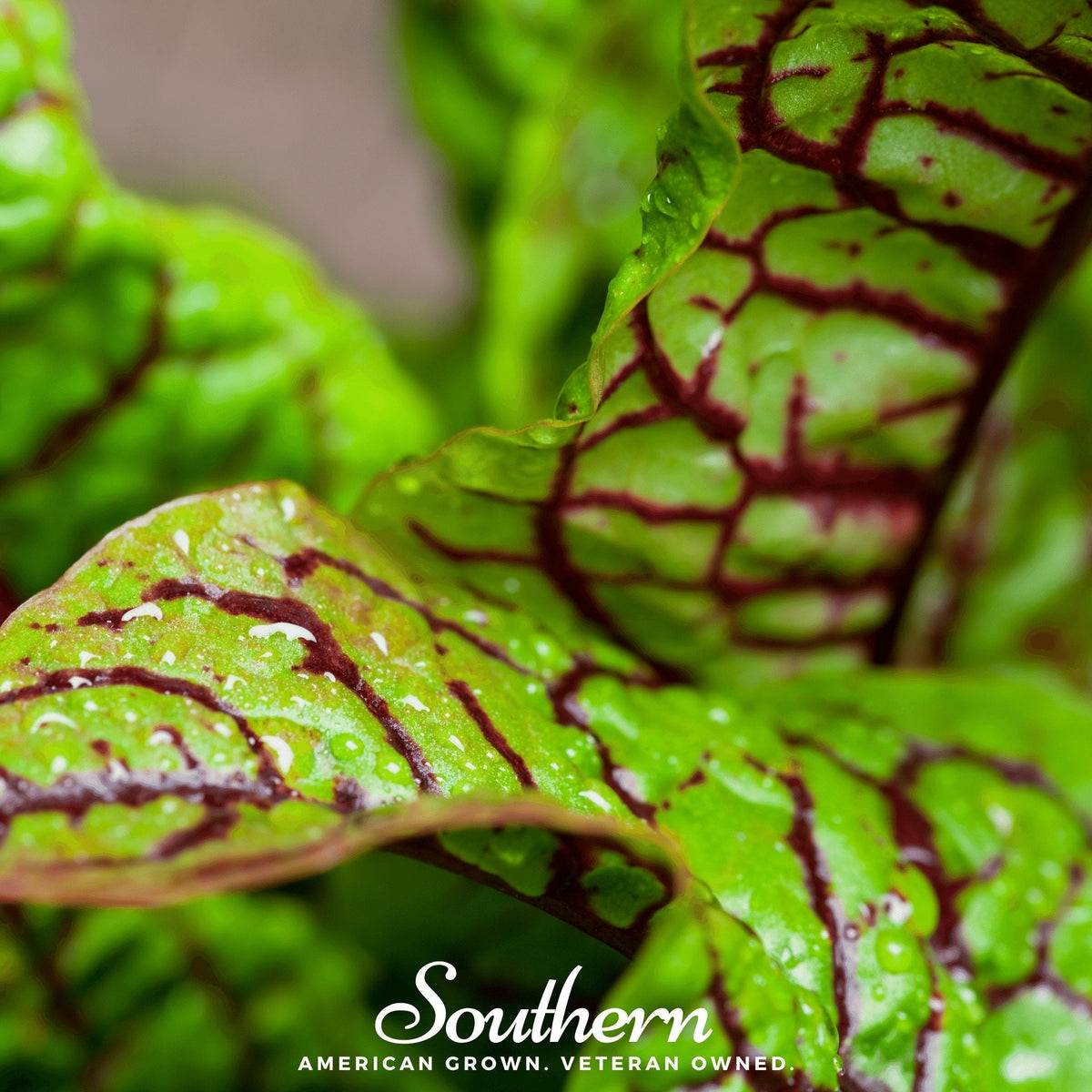 Red Veined Sorrel – 200 Seeds