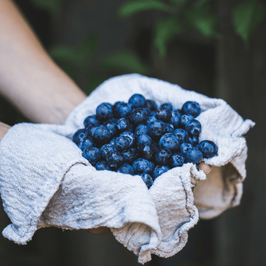 Southern Highbush Blueberry – 50 Seeds