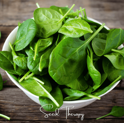 Bloomsdale Spinach – 150 Seeds