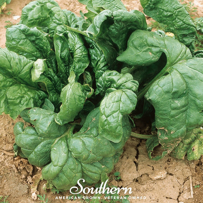 Giant Noble Spinach – 150 Seeds