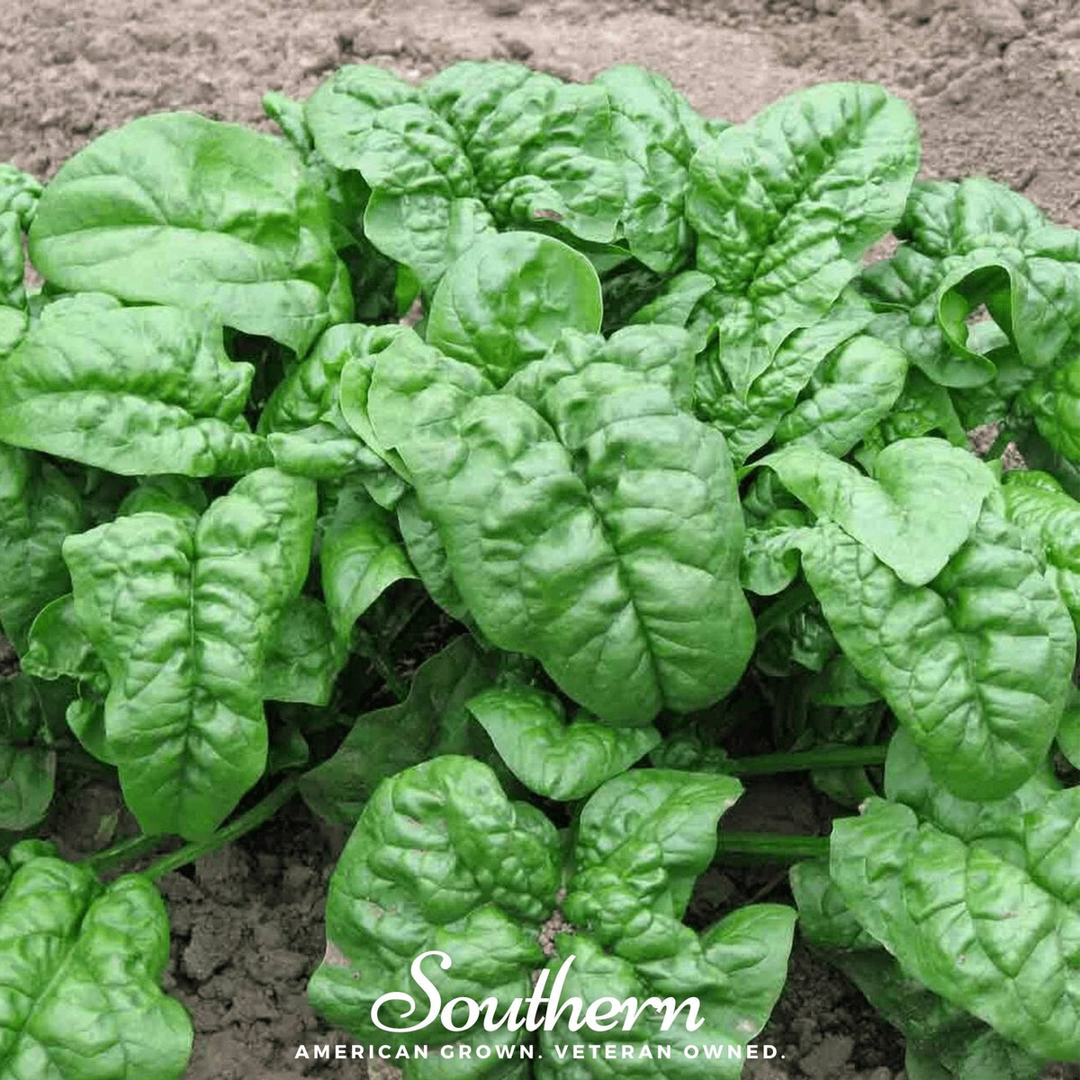 Giant Noble Spinach – 150 Seeds