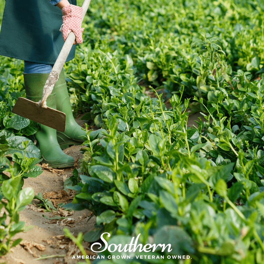Malabar Green Spinach – 100 Seeds