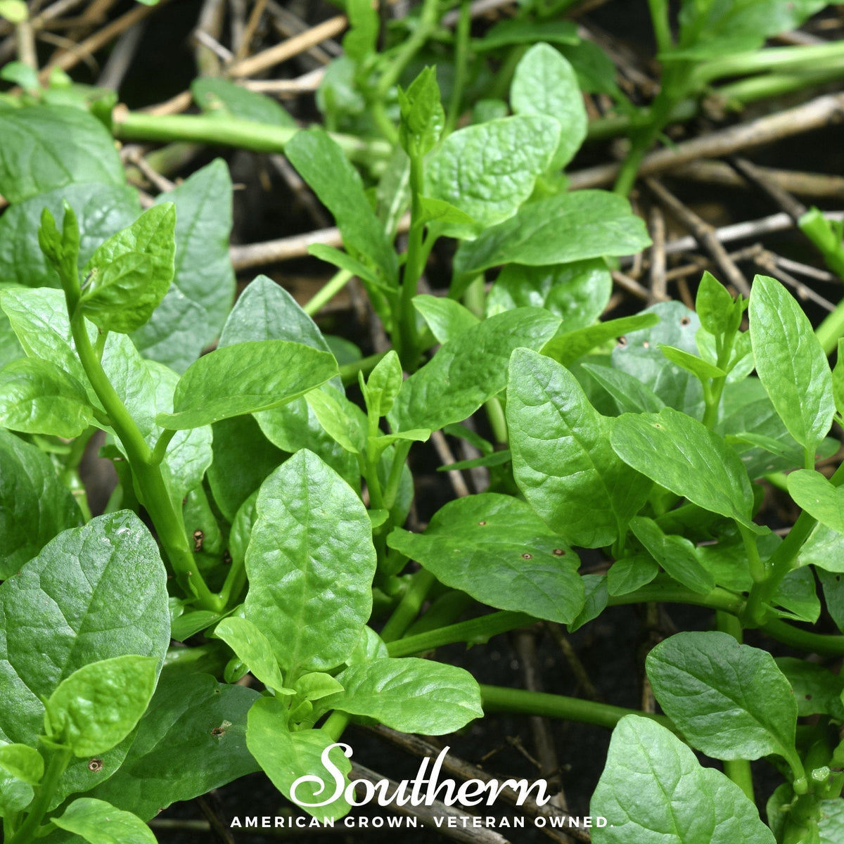 Malabar Green Spinach – 100 Seeds