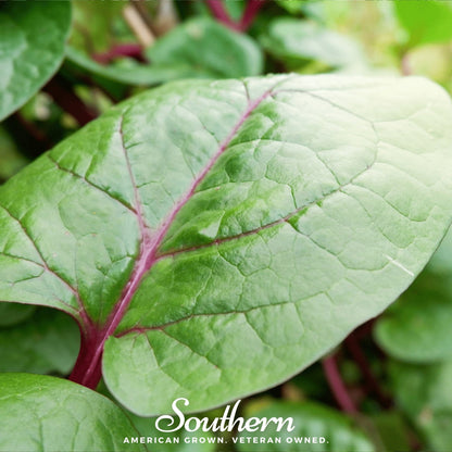 Malabar Red Spinach – 50 Seeds