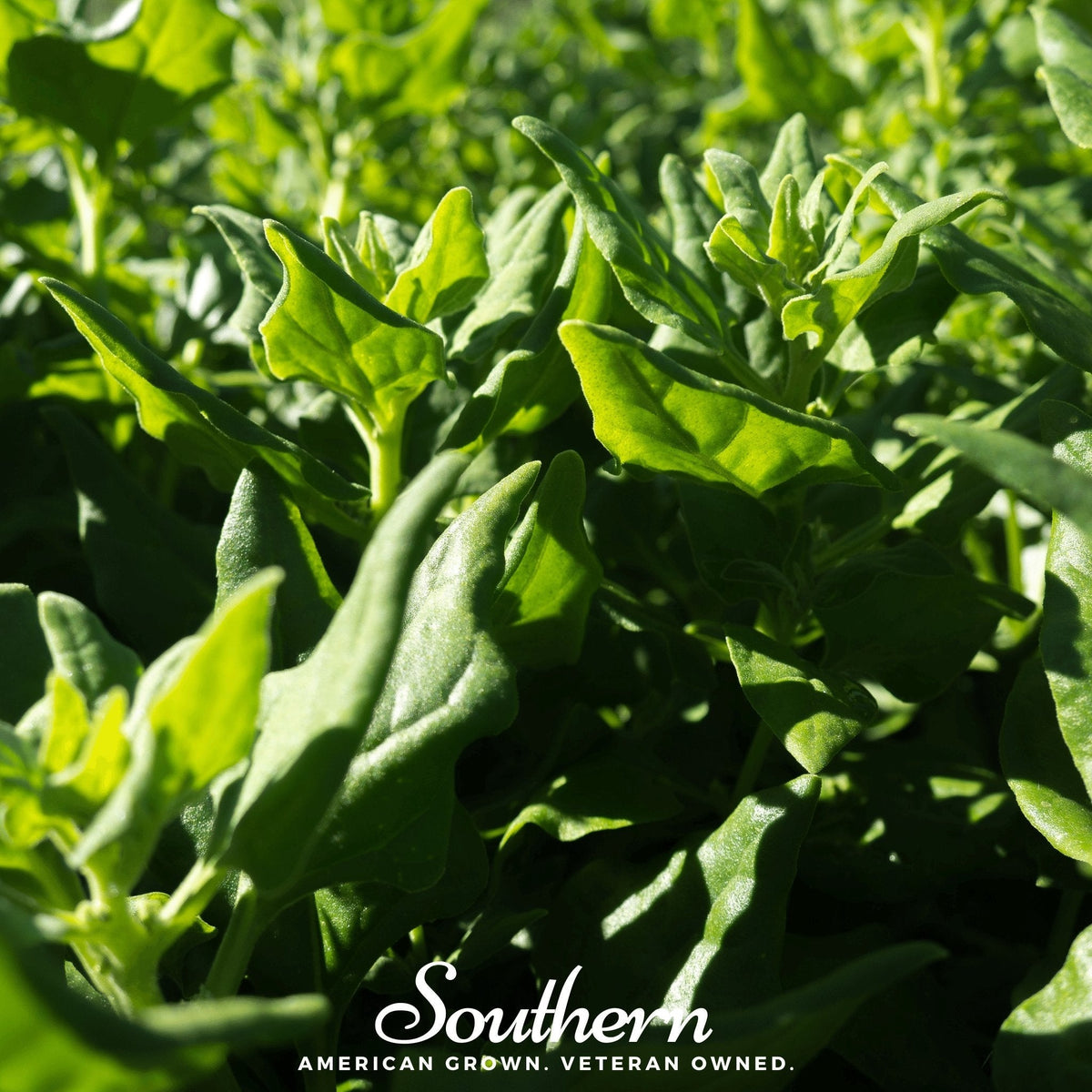 New Zealand Spinach – 30 Seeds