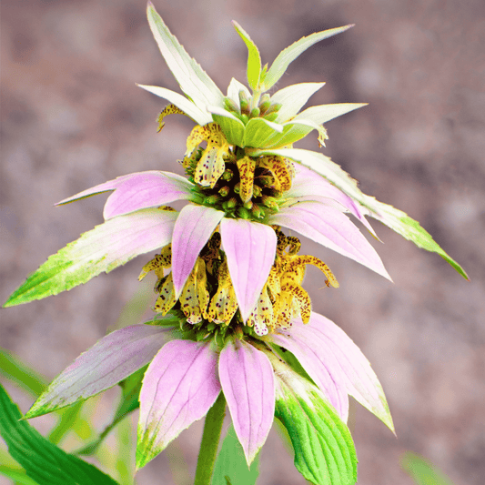 Spotted Bee Balm (Horsemint) – 50 Seeds