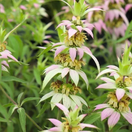 Spotted Bee Balm (Horsemint) – 50 Seeds