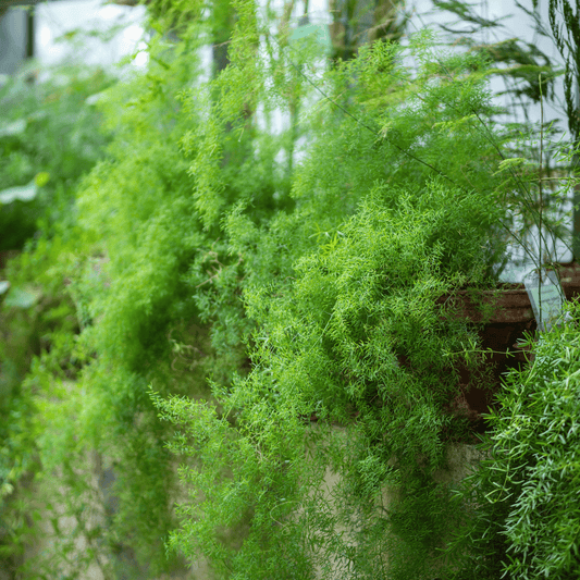 Sprengeri Asparagus Fern – 15 Seeds