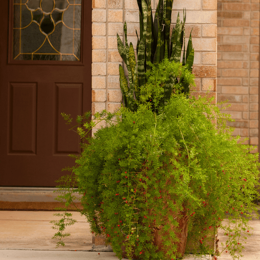Sprengeri Asparagus Fern – 15 Seeds