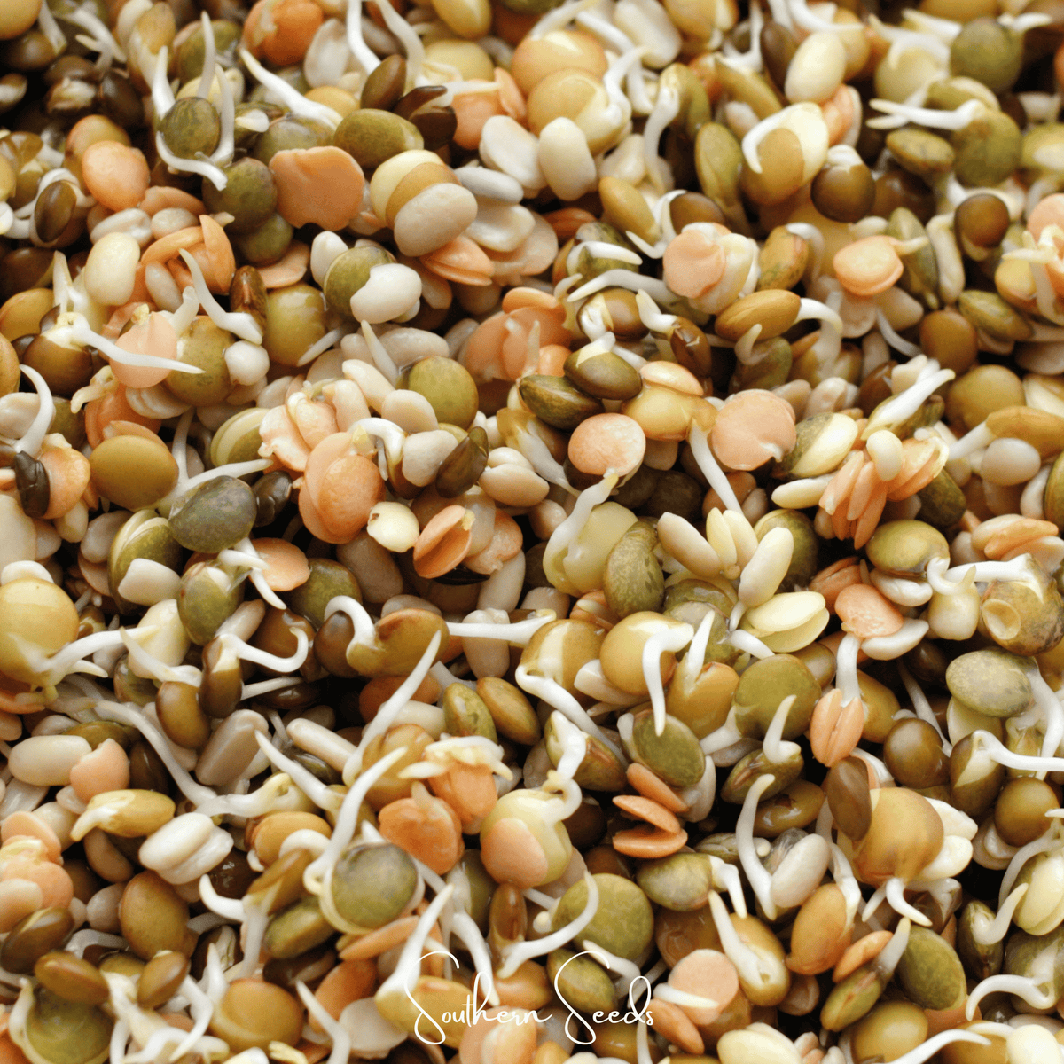 Crunchy Lentils Sprout Mix – 500 Seeds