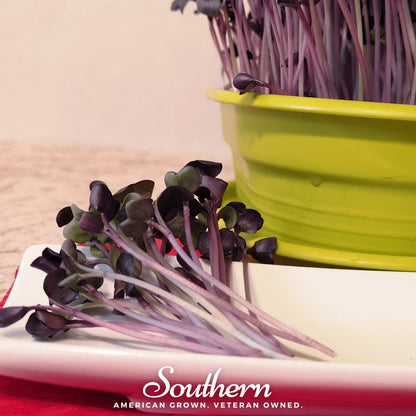 Rambo Purple Sprout – 100 Seeds