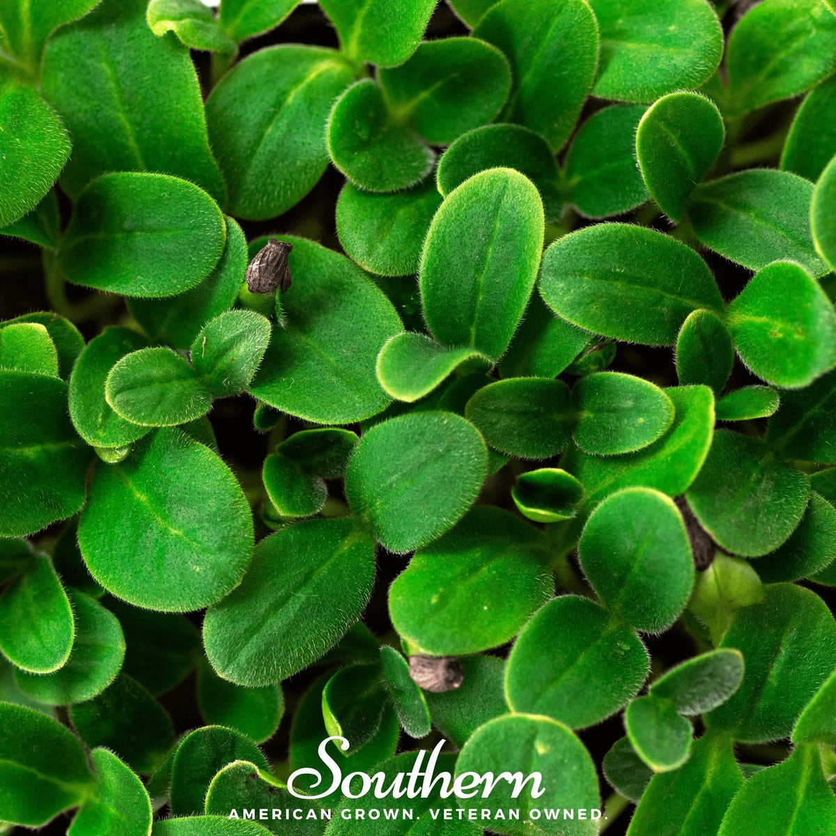 Black Oil Sunflower Sprout – 500 Seeds