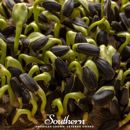 Black Oil Sunflower Sprout – 500 Seeds