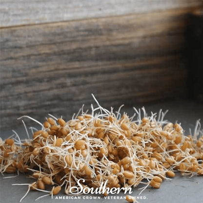 Hard Red Winter Wheat Sprout – 200 Seeds