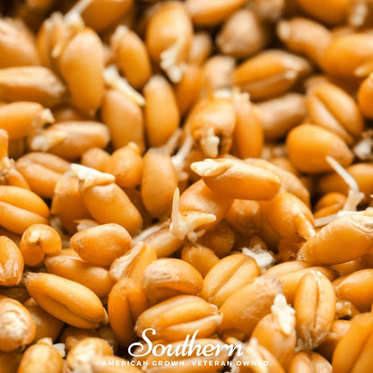 Hard Red Winter Wheat Sprout – 200 Seeds