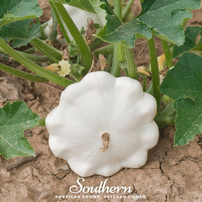 Bennings Green Tint Scallop Summer Squash – 25 Seeds