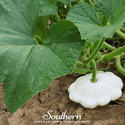 Bennings Green Tint Scallop Summer Squash – 25 Seeds