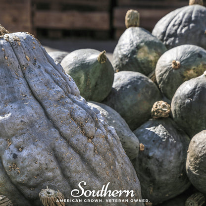 Blue Hubbard Winter Squash – 20 Seeds