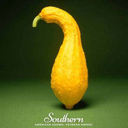 Crookneck Summer Squash – 25 Seeds