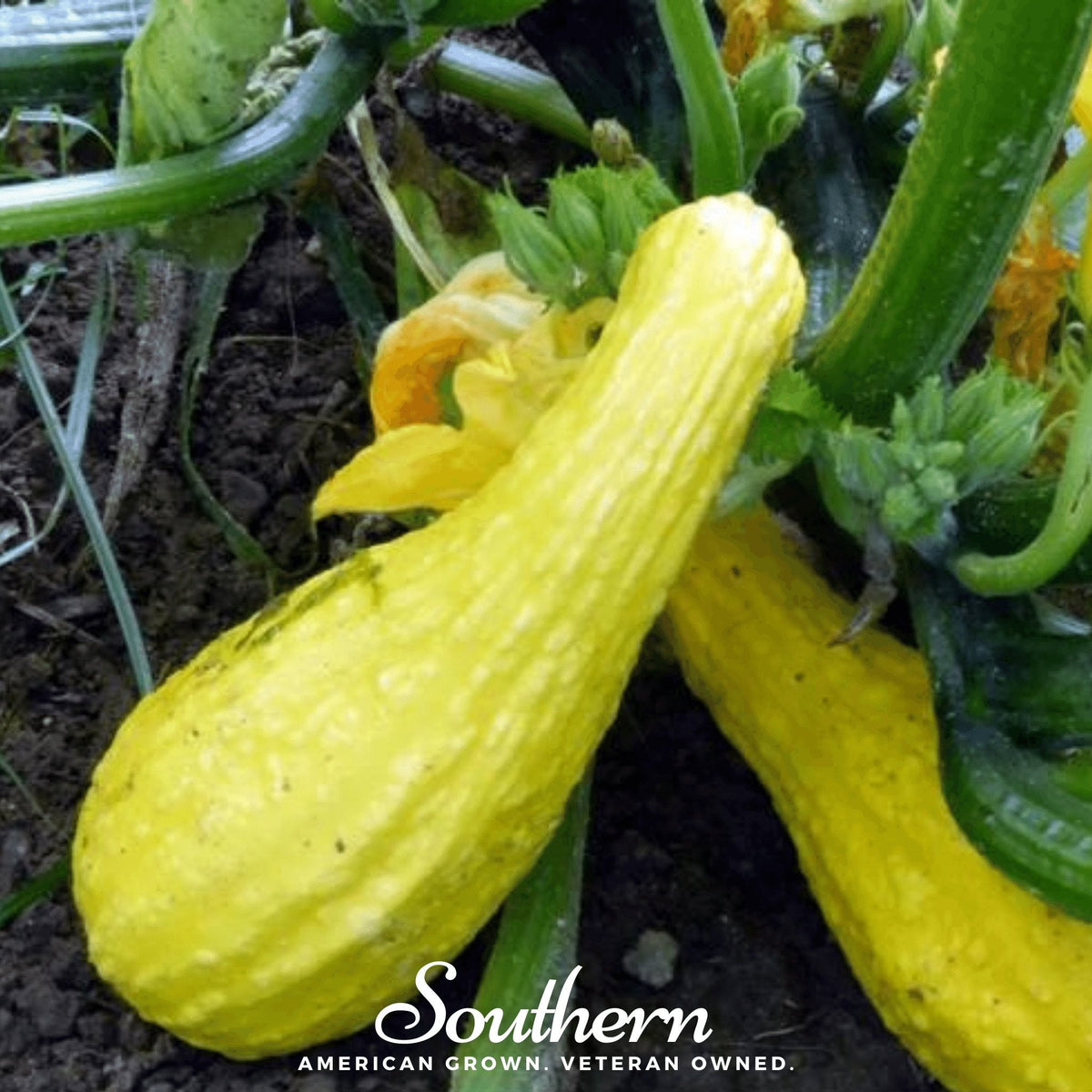 Crookneck Summer Squash – 25 Seeds