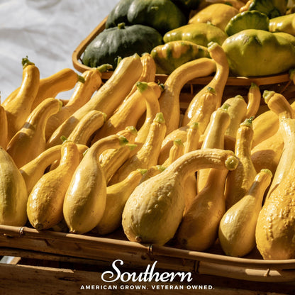 Crookneck Summer Squash – 25 Seeds