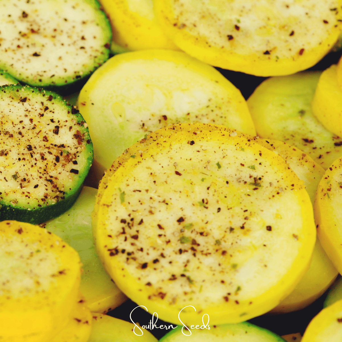 Early Prolific Straightneck Squash – 25 Seeds