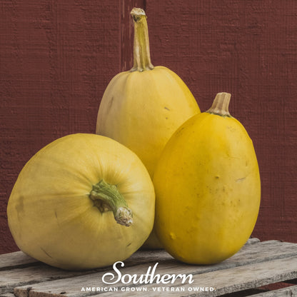 Spaghetti Winter Squash – 20 Seeds