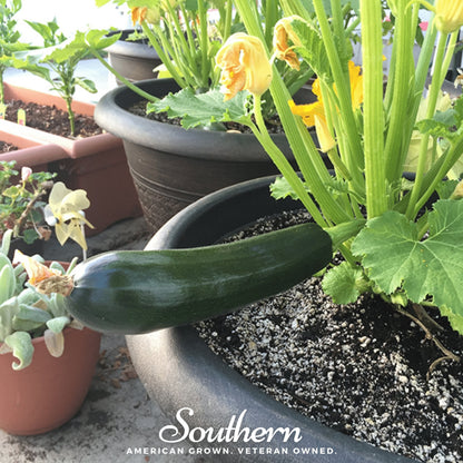 Black Beauty Summer Zucchini Squash – 25 Seeds
