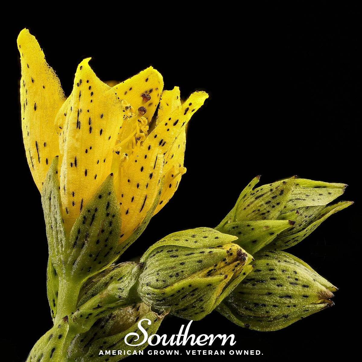 Dotted St. John’s Wort – 100 Seeds