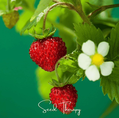 Wild Red Strawberry – 200 Seeds