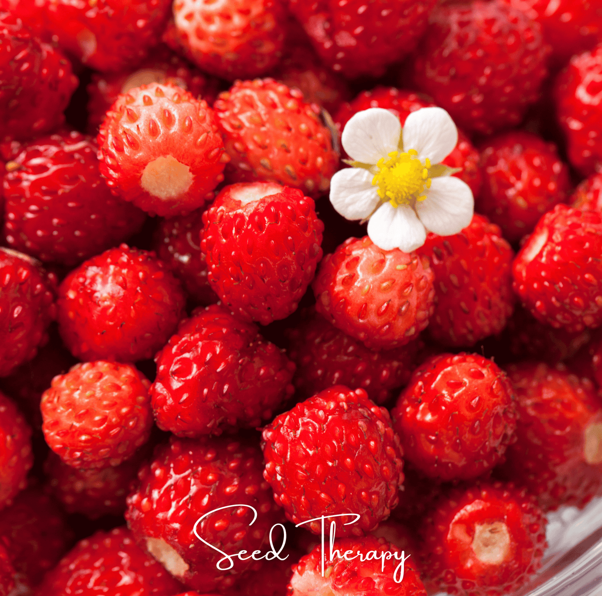 Wild Red Strawberry – 200 Seeds