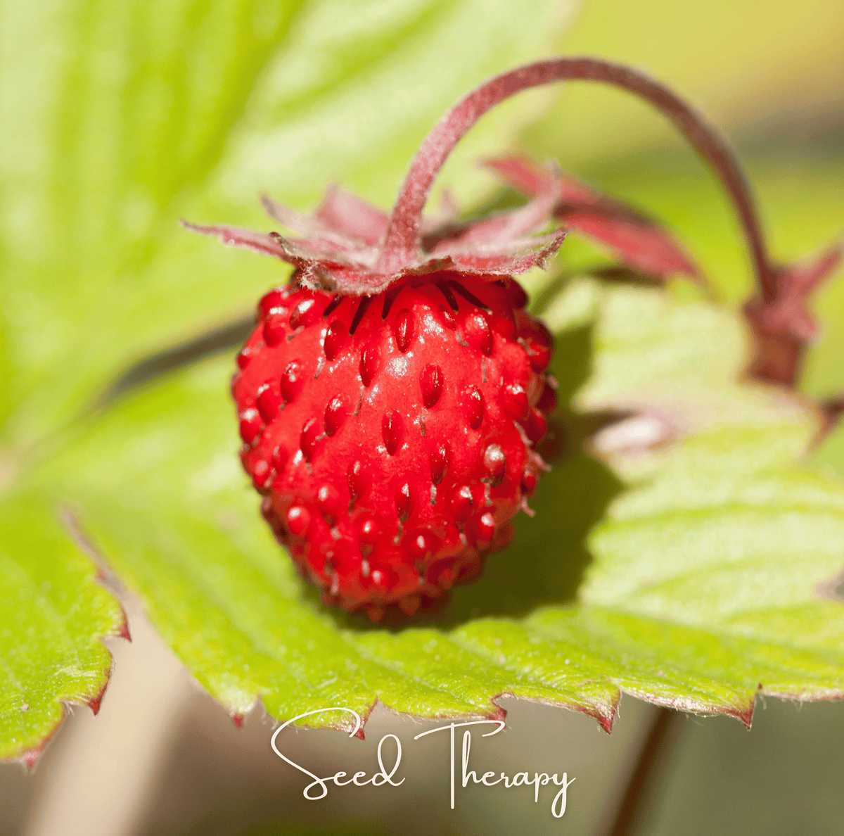 Wild Red Strawberry – 200 Seeds
