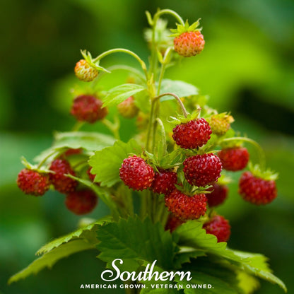 Wild Red Strawberry – 200 Seeds