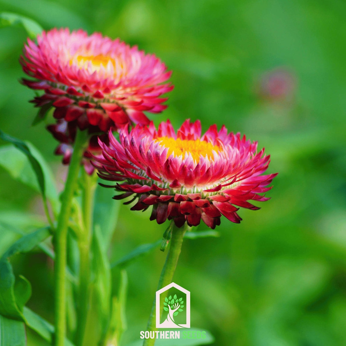 Purple-Red Strawflower – 100 Seeds