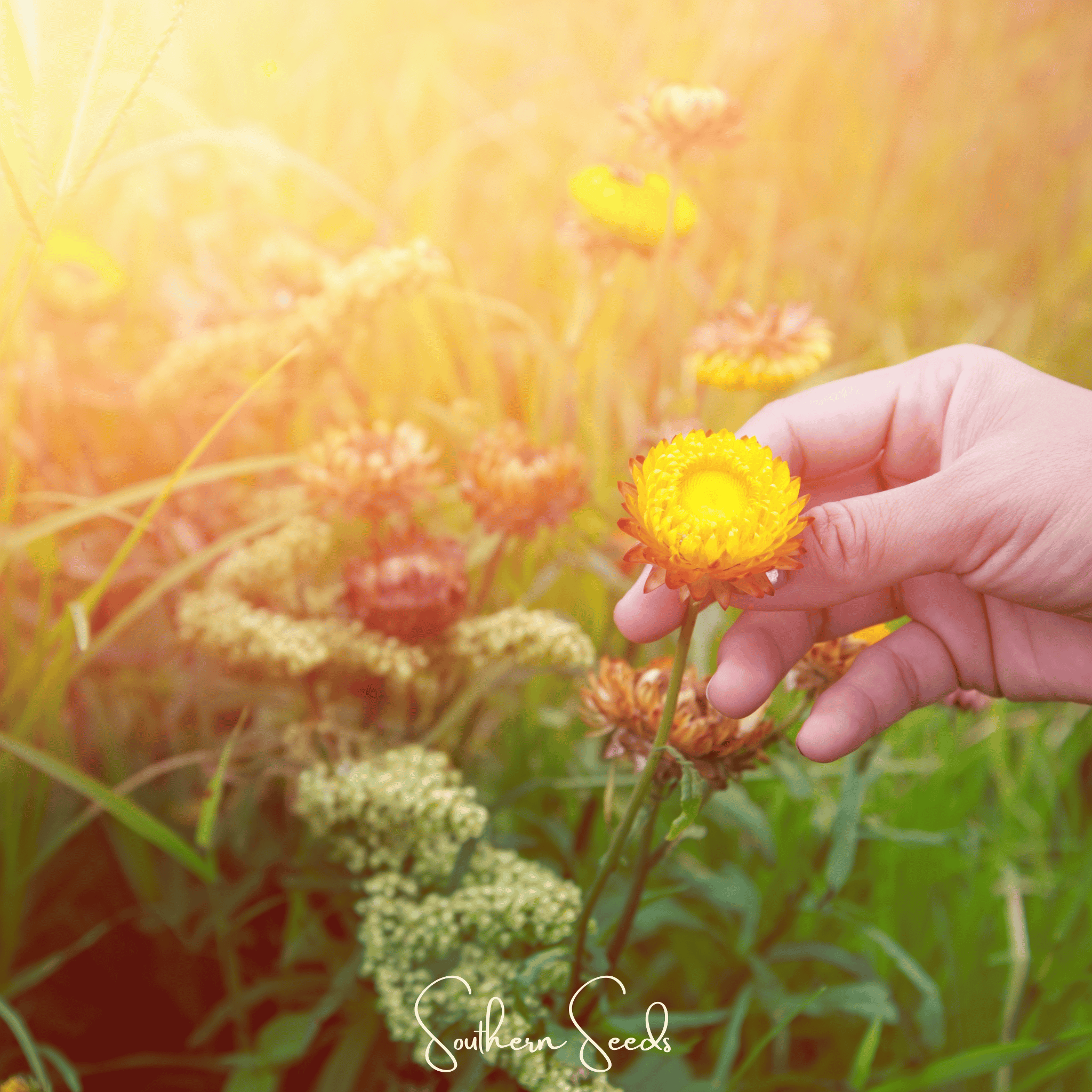 Yellow Strawflower – 100 Seeds