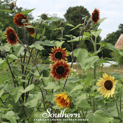 Autumn Beauty Sunflower – 25 Seeds