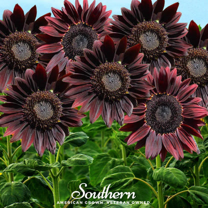 Chocolate Sunflower – 25 Seeds
