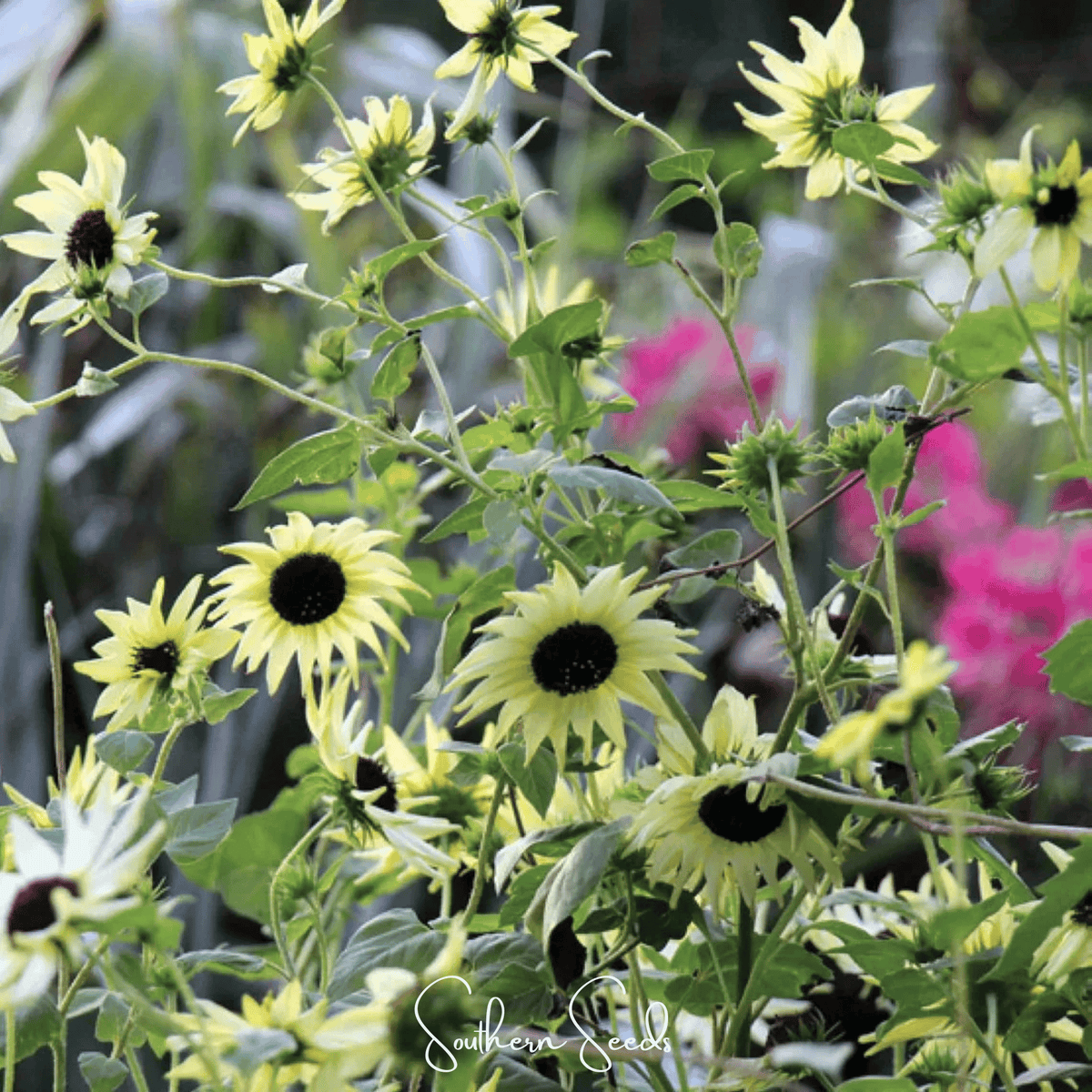 Italian White Sunflower – 25 Seeds