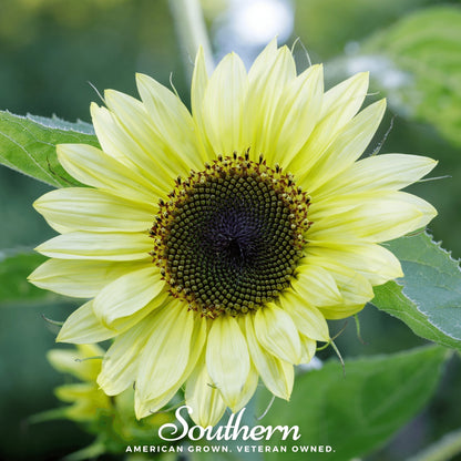 Lemon Queen Sunflower – 25 Seeds