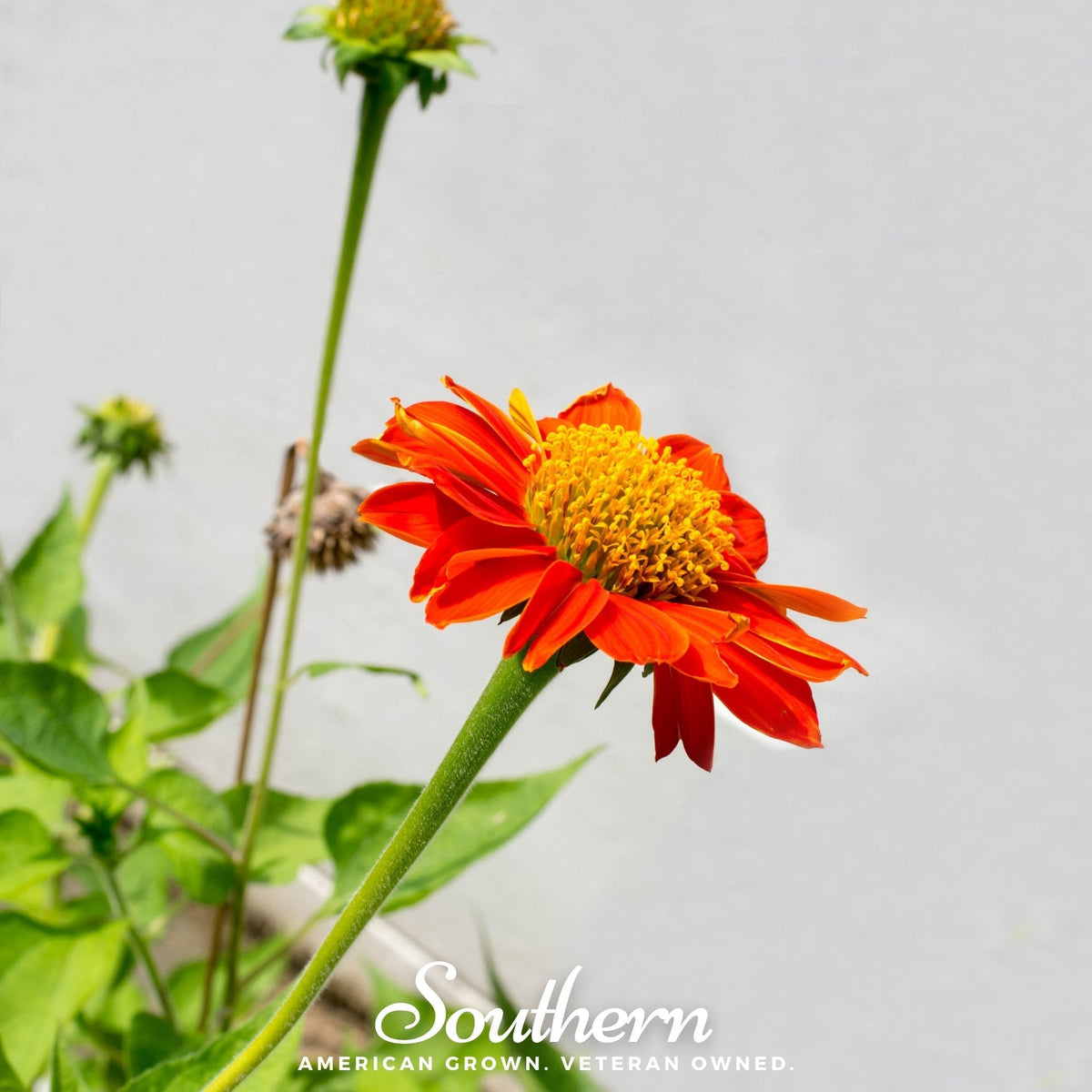 Mexican Sunflower – 50 Seeds
