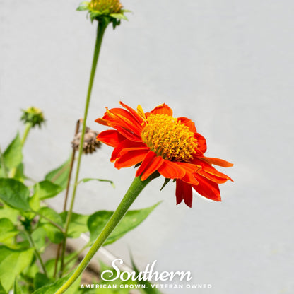 Mexican Sunflower – 50 Seeds