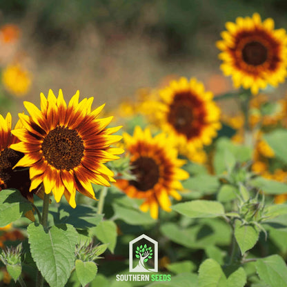 Ring of Fire Sunflower – 25 Seeds