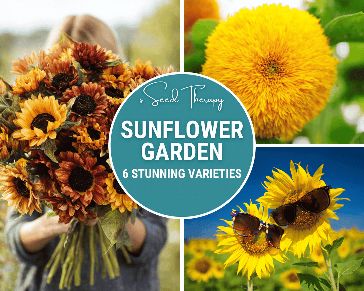 Sunflower Seed Collection – 6 Varieties