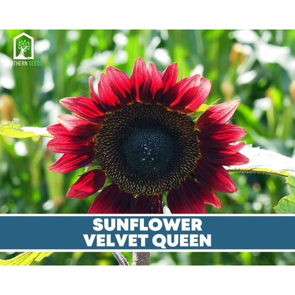 Sunflower Seed Collection – 6 Varieties