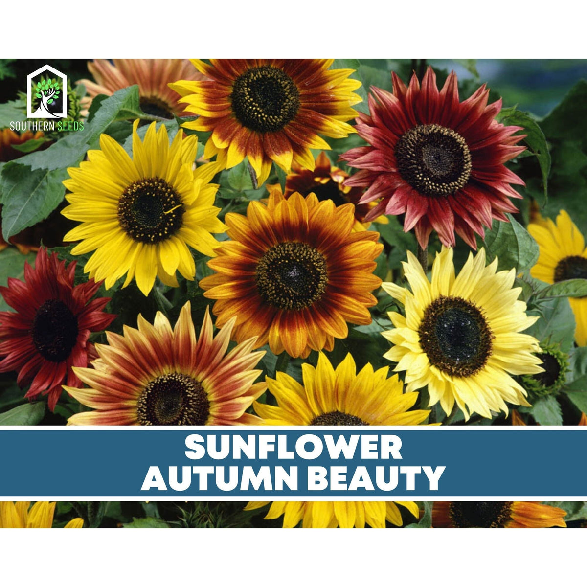 Sunflower Seed Collection – 6 Varieties