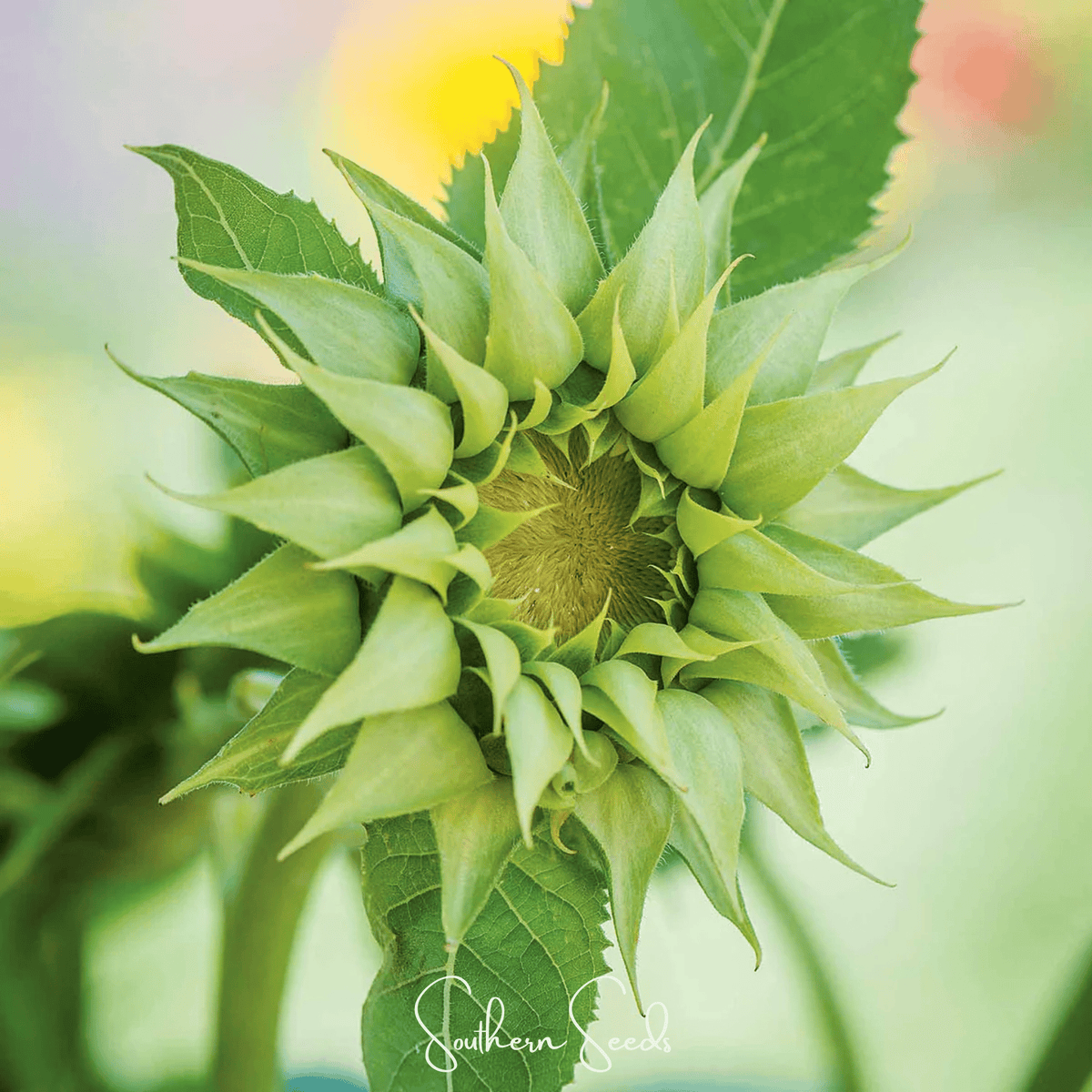 SunFill Green Sunflower – 25 Seeds