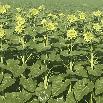 SunFill Green Sunflower – 25 Seeds