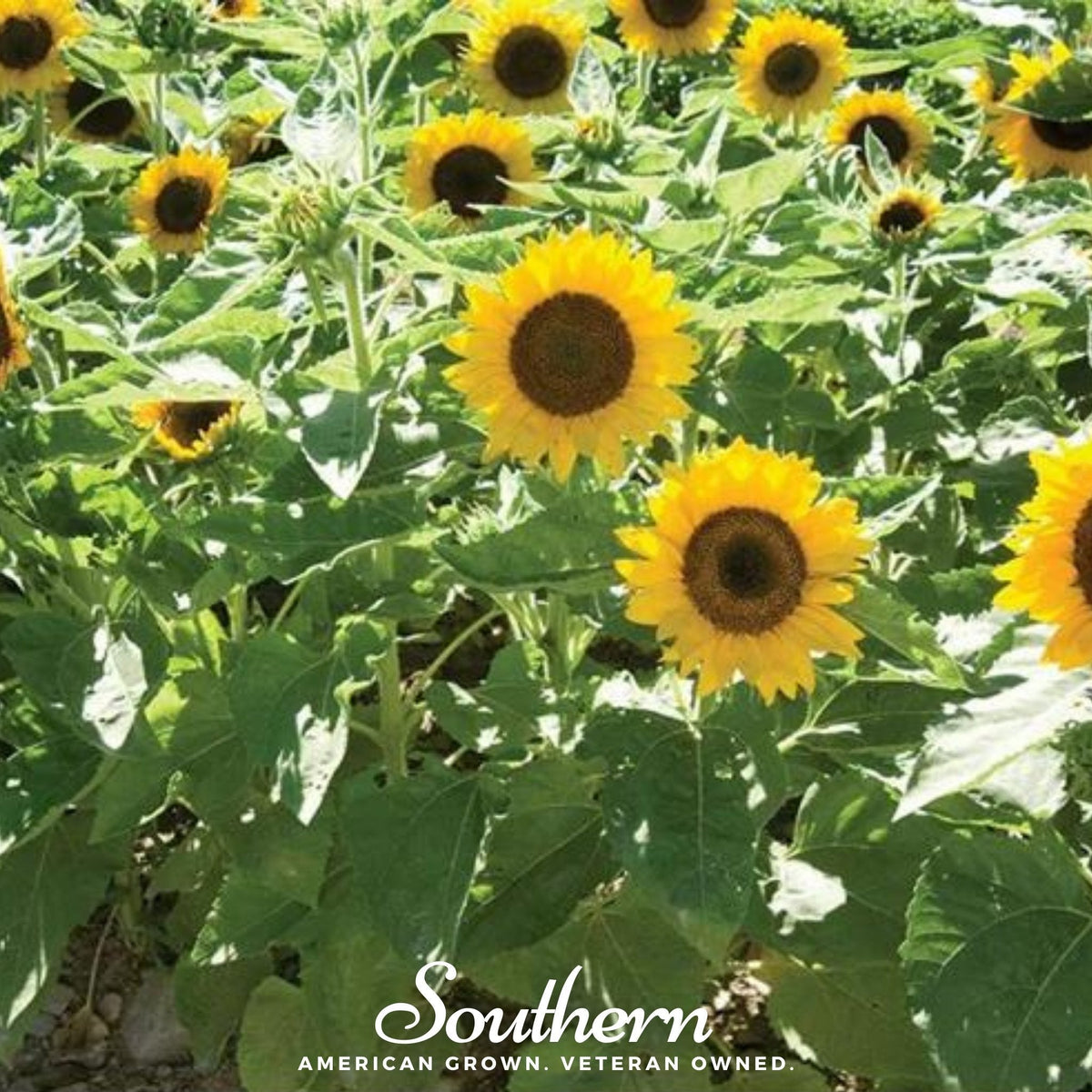 Sunspot Dwarf Sunflower – 25 Seeds