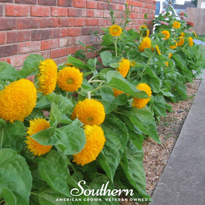 Teddy Bear Dwarf Sunflower – 25 Seeds