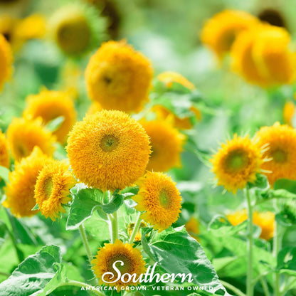 Teddy Bear Dwarf Sunflower – 25 Seeds